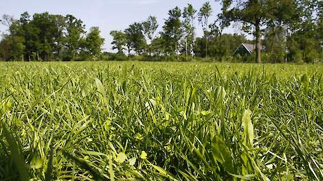 Het zaadmengsel van Pure Graze.