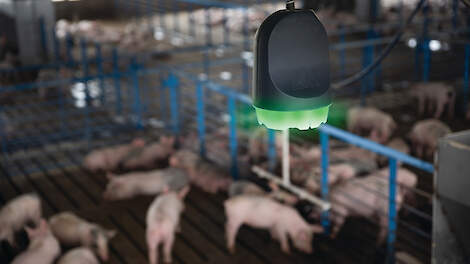 Een groene sensor op de monitor in de stal geeft aan dat er geen sprake is van hoest onder de varkens.