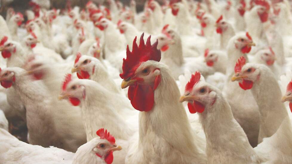 Broiler breeders