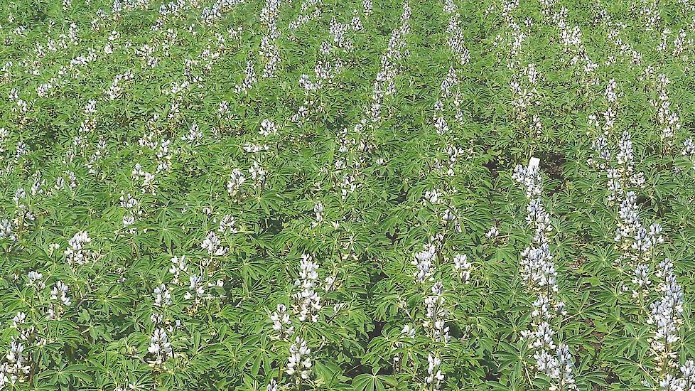 Witte lupine in bloei