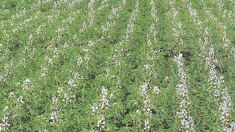 Witte lupine in bloei