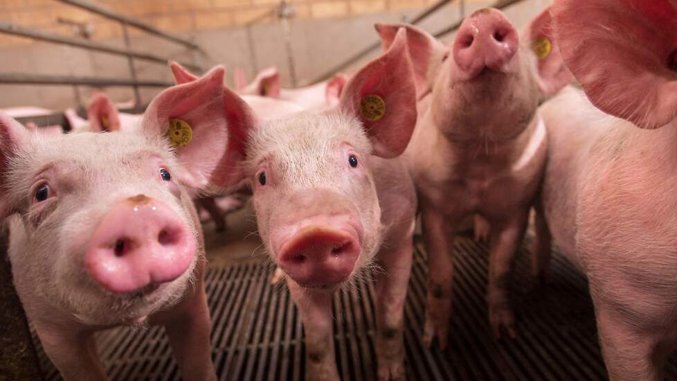 Onderzoek wijst uit: vitamine Hy.D zorgt voor robuustere varkens