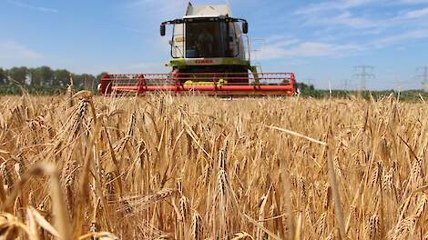 Bij een hoge bladluisdruk in wintergerst worden verschillen gerealiseerd van ruim 1.000 kg/ha bij een bespuiting in combinatie met een tolerant ras.