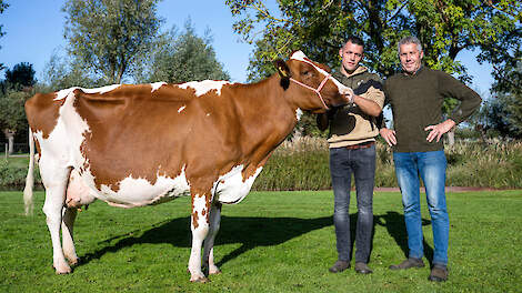 Geertje 458 van zoon Roel en vader Arie Van der Wel werd op de fokveedag in Hoornaar kampioen oudere koeien roodbont.