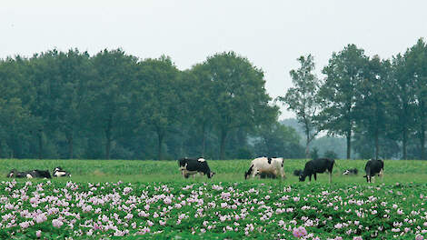 Menging bouwplan akkerbouwer en veehouder vaak niet mogelijk door onderlinge afstand.