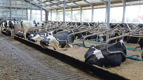 De koeien liggen in ruime diepstrooiselboxen met speltdoppellets.