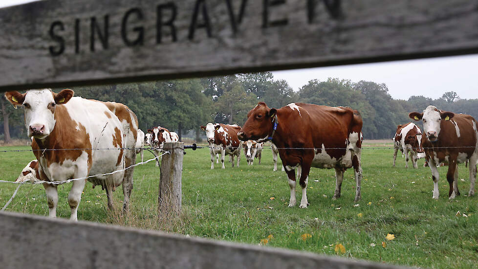 De koeien stonden van de zomer noodgedwongen vier weken op stal met alleen ‘s nachts uitloop; sinds eind september kunnen ze weer volop weiden.