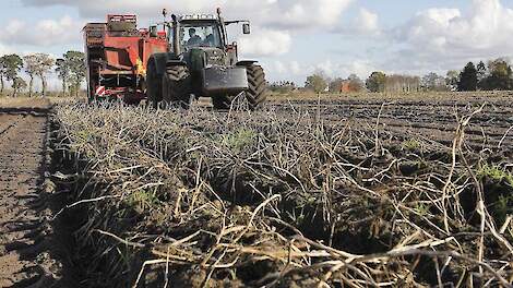 Aardappels rooien detail