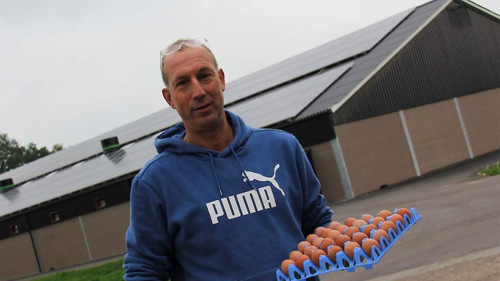Leghennenhouder Theo Bos in Barneveld ontving deze maand weer nieuwe kippen nadat er in april vogelgriep op zijn bedrijf uitbrak.