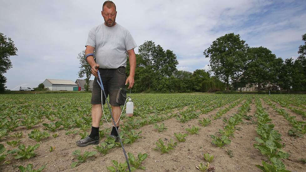 Aardappelopslag aanstippen in bieten