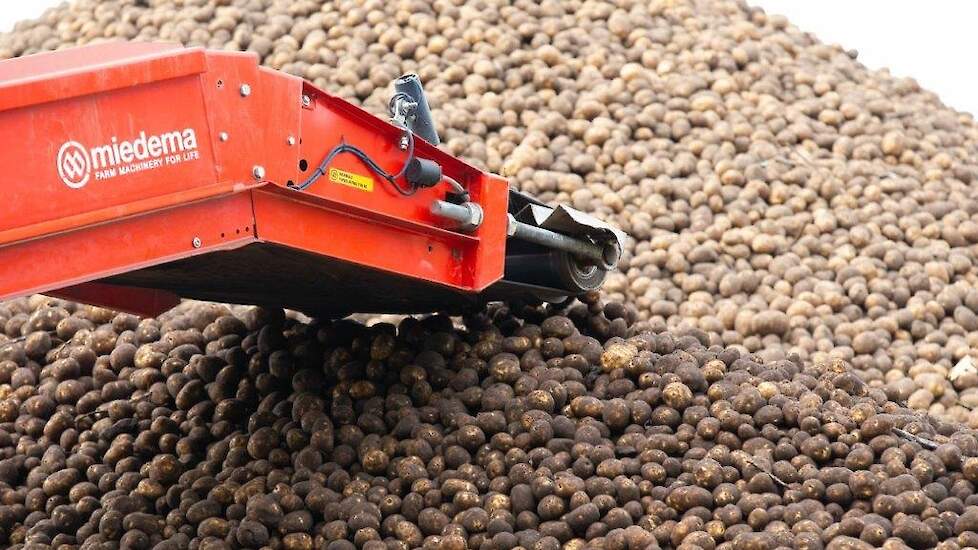 Pootgoedaardappelen Miedema transportband