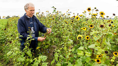 Peter Harry Mulder tussen één van zijn bloemrijke akkerranden met zonnebloemen.