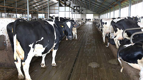 Om een grote mestvergister rendabel te kunnen laten draaien, schaalden ze op van ruim 300 naar 500 koeien.