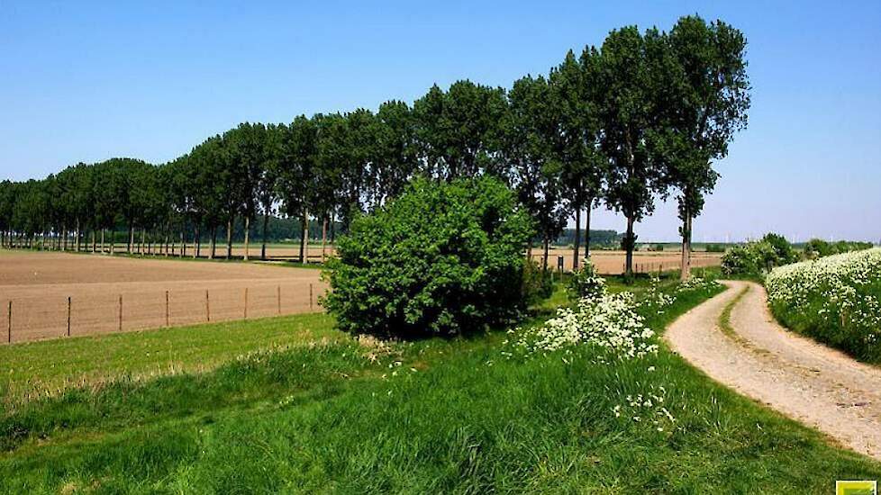 Archieffoto van de Hedwigepolder.