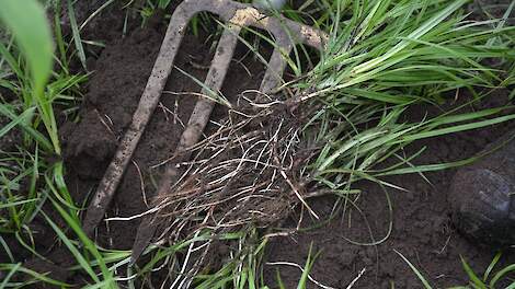 Knolcyperus