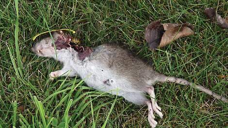 De regels voor het bestrijden van ratten en muizen met vergif worden steeds strenger.