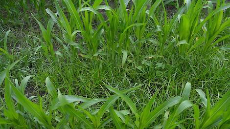 Knolcyperus tussen de maïs.