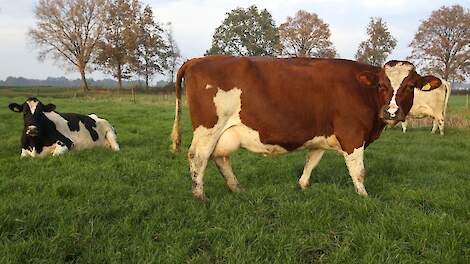 Koeien op een biologisch bedrijf in de herfst in de wei. Bio-boeren halen gemiddeld wel 2.600 uur weidegang.