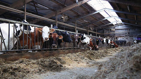 De koeien zijn gehuisvest in een gerenoveerde stal uit 1978. De stal is in 2008 met een aantal spantvakken verlengd.