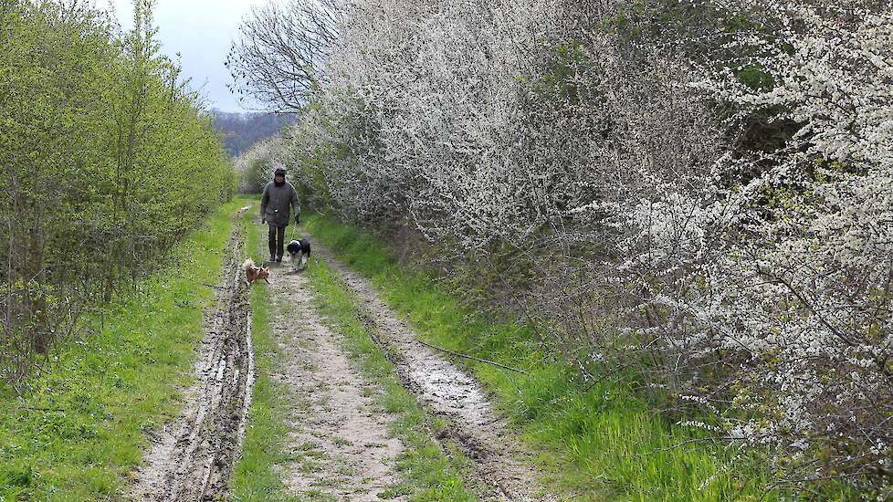 Boerenwandelpad met hagen in de Ooijpolder, nabij Nijmegen (GD), voor meer biodiversiteit.