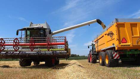 Graanoogst in volle gang