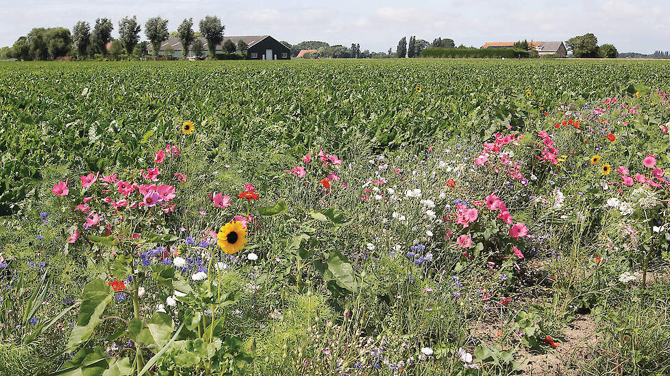 Boeren zitten op dit moment vooral met vragen over de ecoregeling. Voor niet alle maatregelen daarin is de uitwerking al duidelijk.