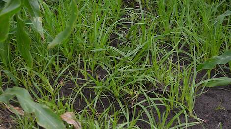 Knolcyperus in een perceel maïs.