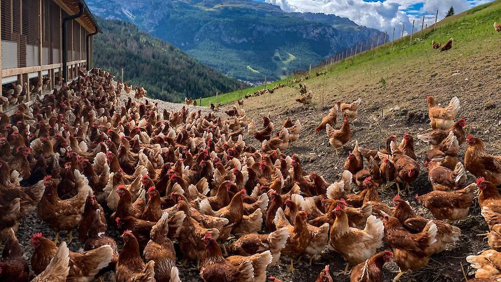 Leghennenhouderij | Kippen in de uitloop