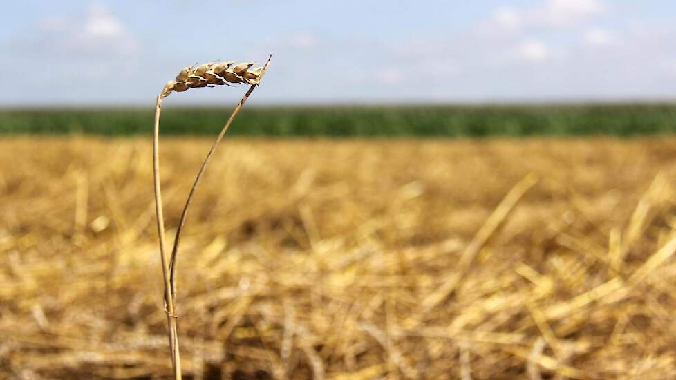 Aar van tarwe in de zomer