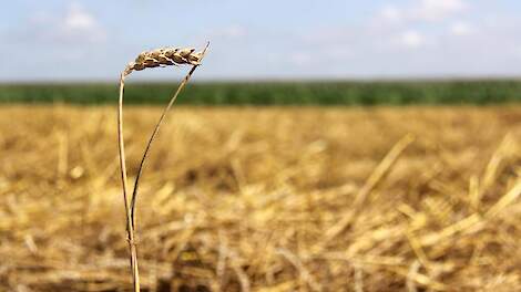 Aar van tarwe in de zomer
