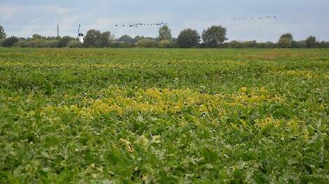 Vergelingsvirus in een perceel bieten