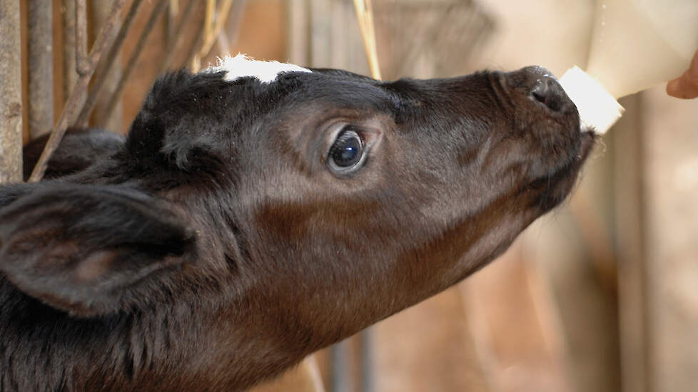 Kalf met fles kalvermelk agruniekrijnvallei