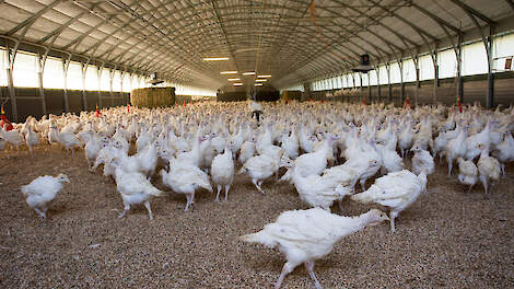 De hoog pathogene vogelgriepgolf in de VS zorgde dit jaar voor een ravage in de Amerikaanse kalkoensector. Beeld ter illustratie.