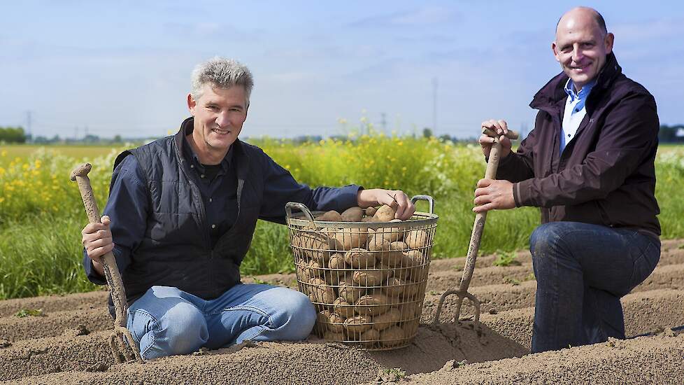 Henk Scheele en René de Zeeuw van Hoeksche Hoeve oogsten aardappelen