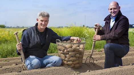 Henk Scheele en René de Zeeuw van Hoeksche Hoeve oogsten aardappelen