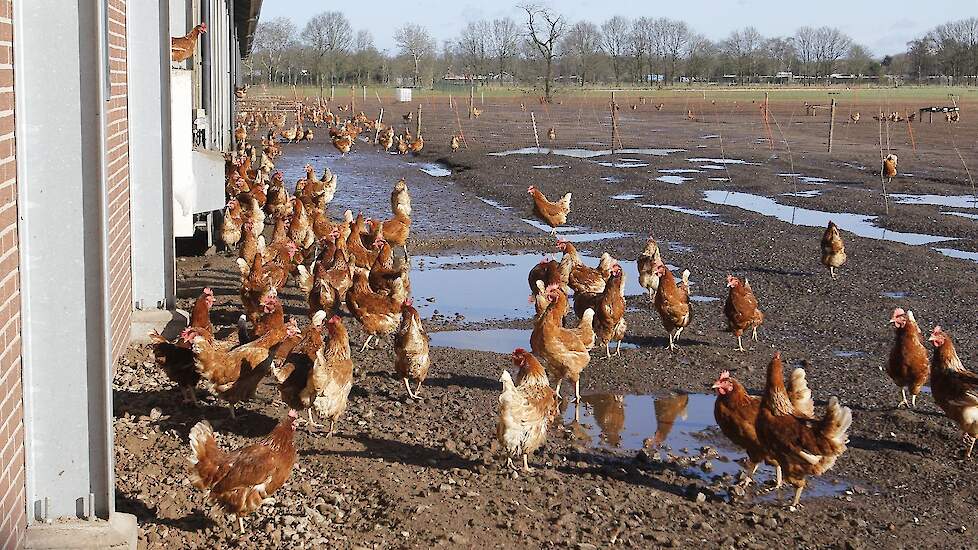 Aangezien eieren van biologische leghennen deels in Nederland blijven, hebben ze minder last van exportrestricties. Daarom is een veldroef op deze bedrijven het meest geschikt, volgens Van Leeuwen.