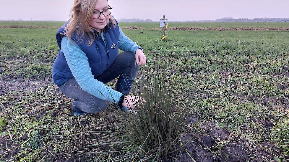 Inge Rotteveel: „Bij greppelinfiltratie verandert de vegetatie aan de greppelkant. We zien daar nu bijvoorbeeld al pitrus groeien.”