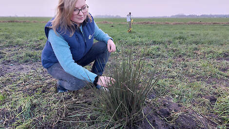 Inge Rotteveel: „Bij greppelinfiltratie verandert de vegetatie aan de greppelkant. We zien daar nu bijvoorbeeld al pitrus groeien.”