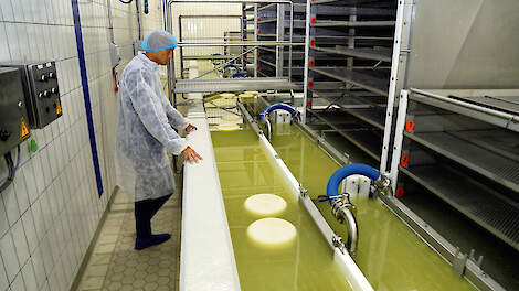 Directeur Klaas Hokse bij de kaasbak van CZ Rouveen. Deze zuivelcoöperatie maakt jaarlijks 27.000 ton kaas, in 450 verschillende recepturen.
