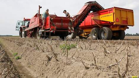 Aardappelen rooien