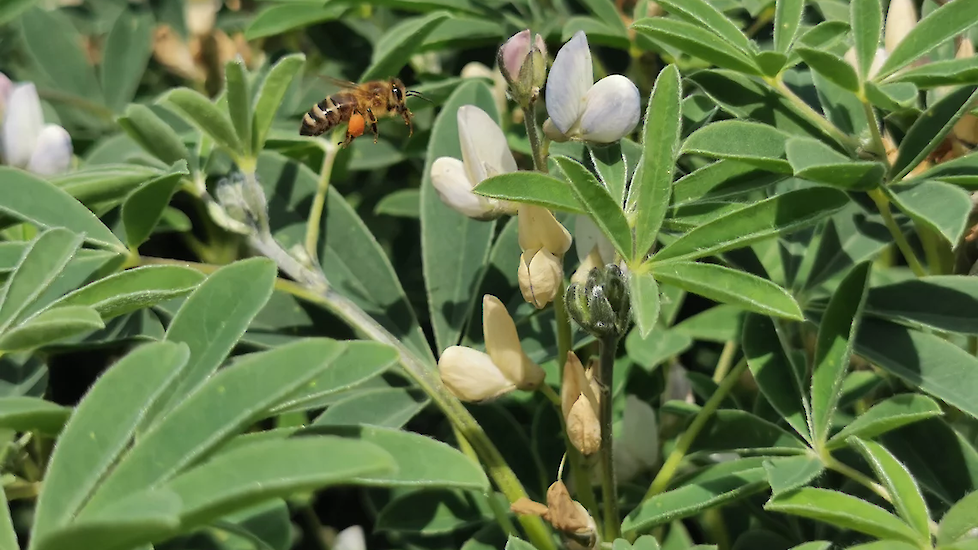 DSV witte lupine Frieda