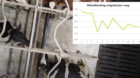 Ontwikkeling tankcelgetal bij melkveehouder Joris van Kempen sinds hij overstapte op een strooisel met kleimineralen.