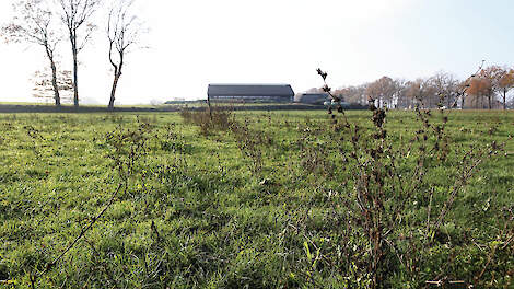 Op 16 hectare rond de boerderij van André de Groot staat kruidenrijk grasland. De percelen bevatten onder andere cichorei en smalle weegbree.