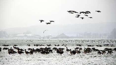 Foeragerende ganzen in de sneeuw