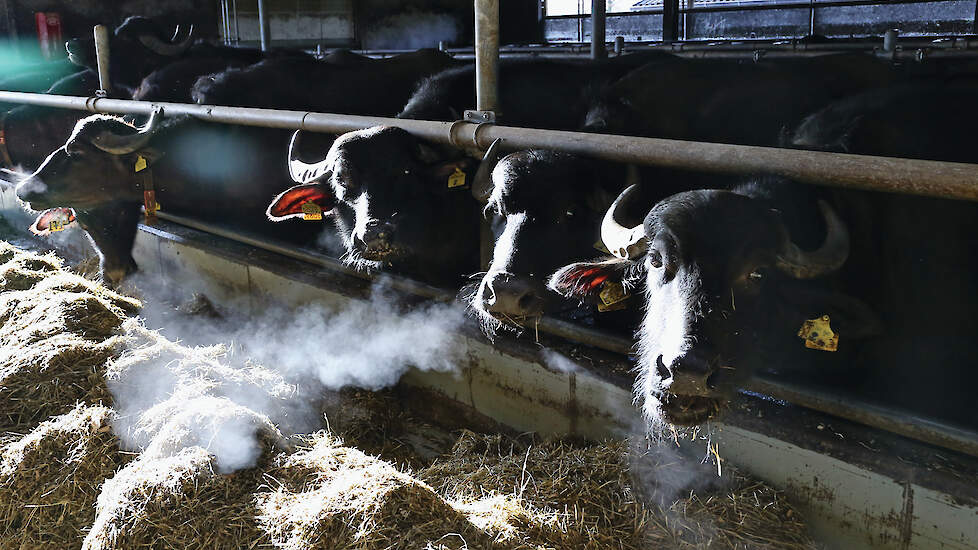 Twee jaar geleden stonden hier nog koeien. In de stal werd alleen het voerhek vervangen door deze voerbuis.