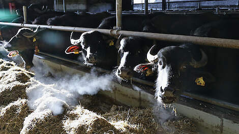 Twee jaar geleden stonden hier nog koeien. In de stal werd alleen het voerhek vervangen door deze voerbuis.