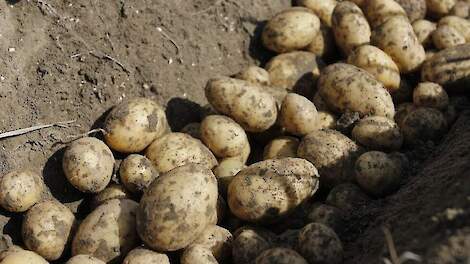 Net gerooide aardappelen Lucinda