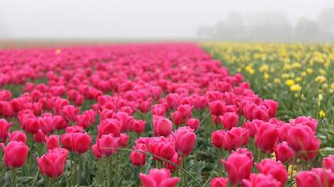 Gele en roze tulpen in tulpenveld detail