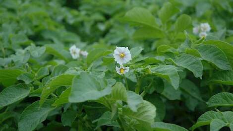 Aardappelplanten in bloei