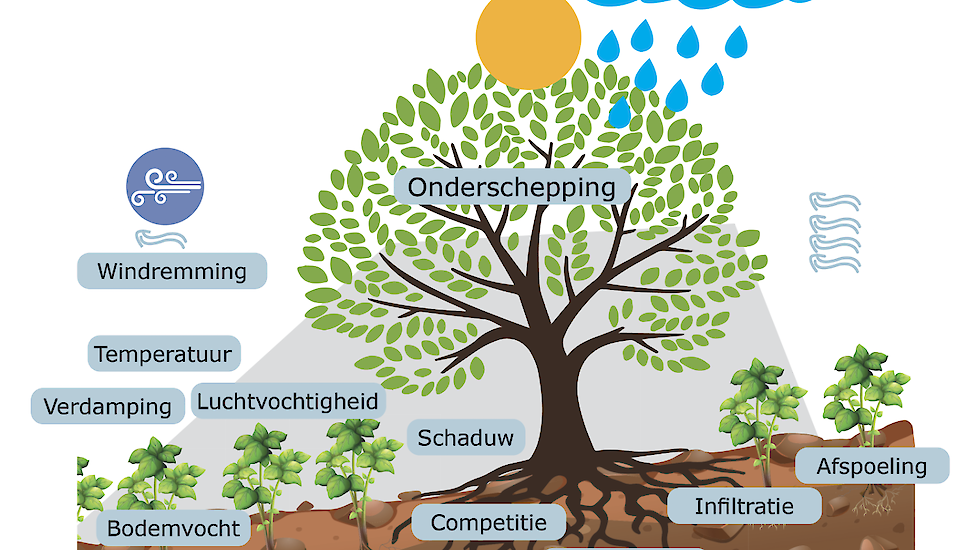 Aktentas aardolie Schots Nu bomen planten voor toekomstig klimaat | Ekoland.nl - Nieuws en kennis  voor de biologische sector